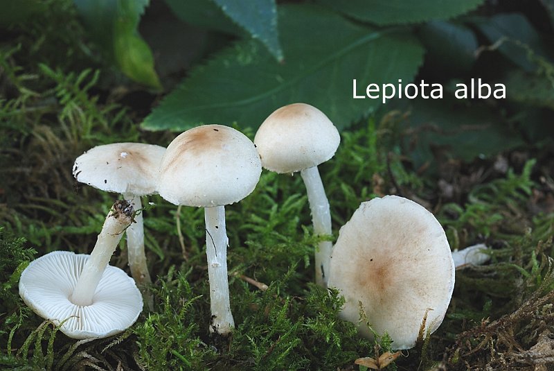 Lepiota alba-amf1172.jpg - Lepiota alba ; Syn1: Lepiota clypeolaria var.alba ; Syn2: Lepiota clypeolaria var.alba ; Non français: Lépiote blanche